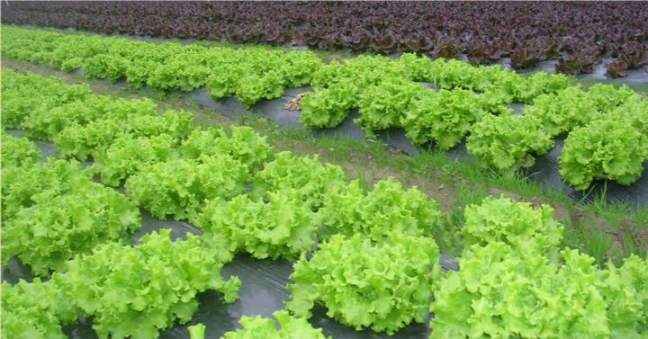santé: la salade, un aliment-remède qui soigne